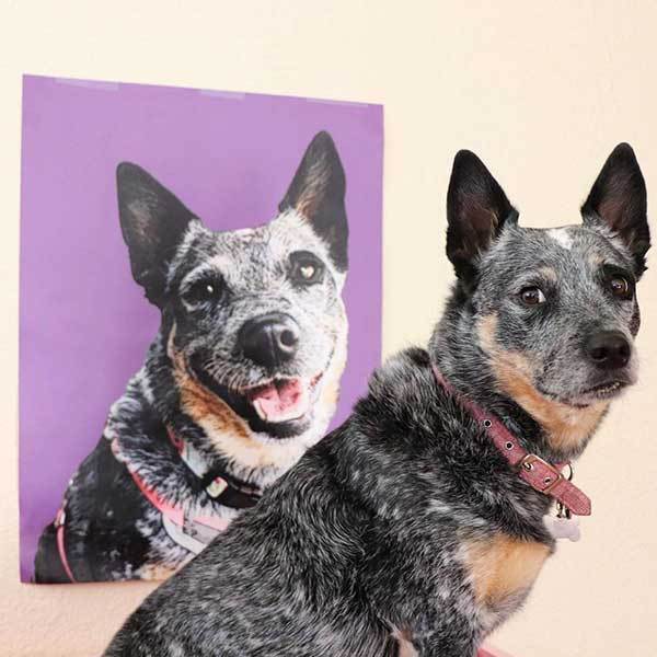 Custom Pet Art Poster