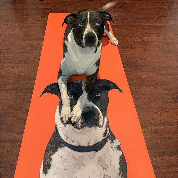 Custom Pet Art Yoga Mat
