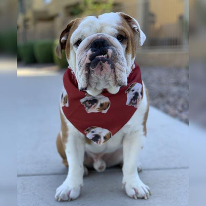 Custom Pet Art Bandana